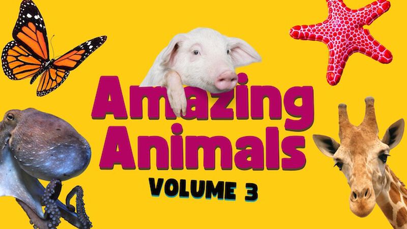 Amazing Animals Volume 3